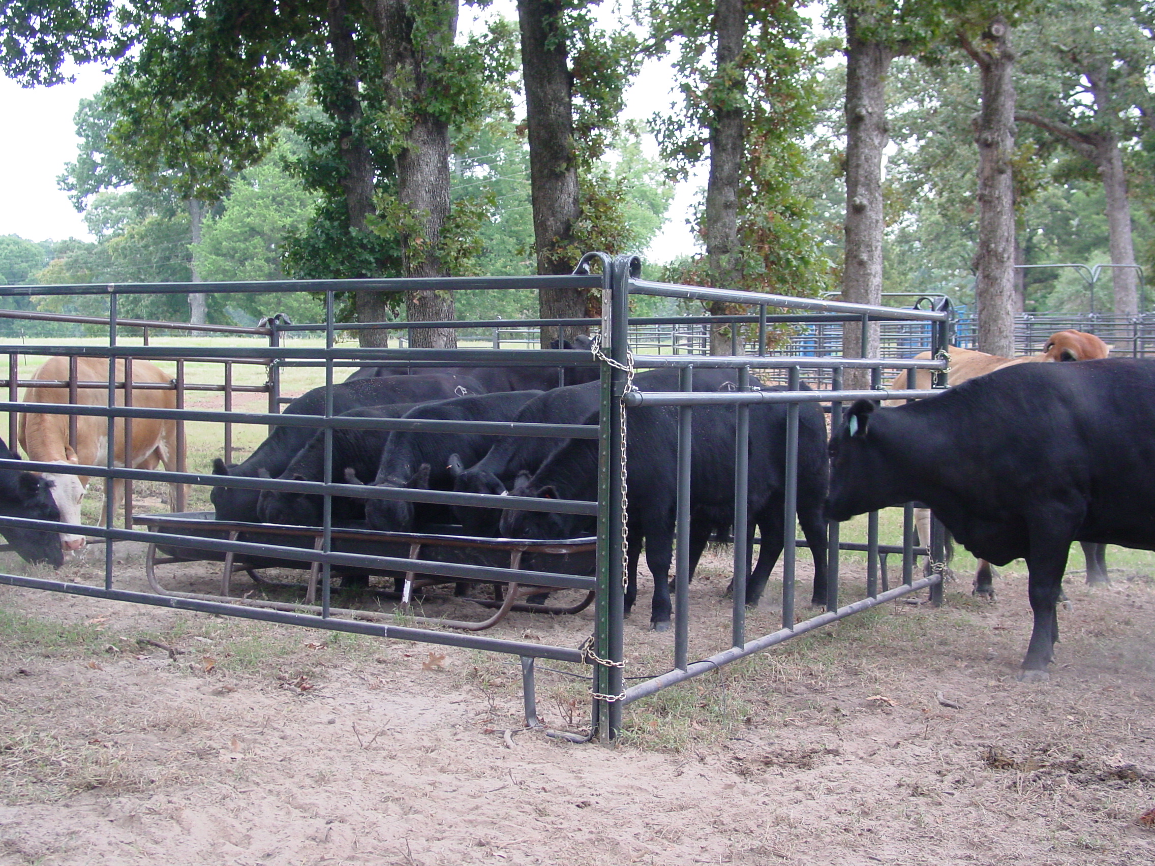 Cattle Feeder PCPP06 03.jpg